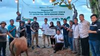 PT. ANTAM UBPN Konut dan KSO MTT Salurkan 20 Sapi Qurban di Konut