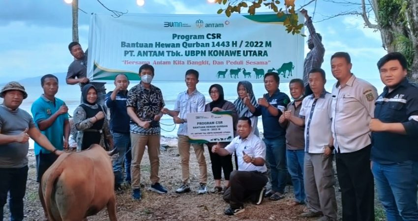 PT. ANTAM UBPN Konut dan KSO MTT Salurkan 20 Sapi Qurban di Konut