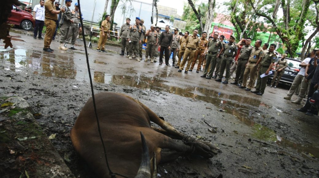 Pemkot Kendari Qurban 3 Ekor Sapi, Dibagikan ke Petugas Kebersihan dan Honorer
