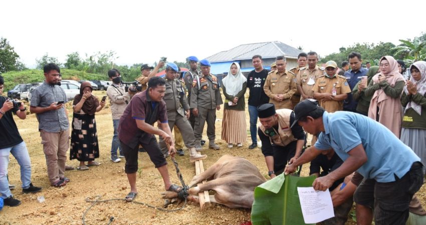 Pemkot Kendari Qurban 3 Ekor Sapi, Dibagikan ke Petugas Kebersihan dan Honorer