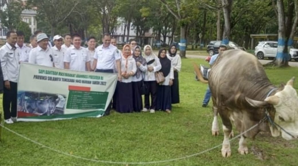 Sapi di Konawe Menjadi Pilihan Presiden RI
