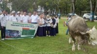 Sapi di Konawe Menjadi Pilihan Presiden RI
