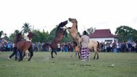 Festival Budaya Kaseiseha Witeno Wuna: Masyarakat Beradat dan Berbudaya