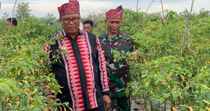 Dukung Pemerintah Pusat Tekan Inflasi, Pj Bupati Mubar Tinjau Langsung Kebun Cabai di Umba