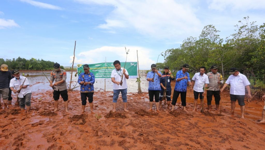 DLH Kolaka Dukung Program Penanaman Mangrove ANTAM di Pomalaa