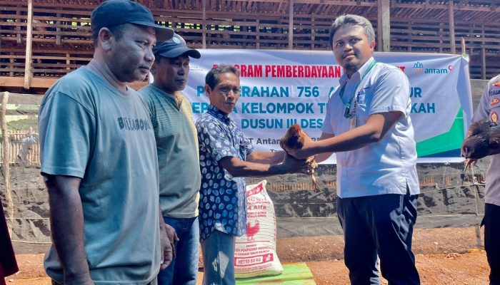 ANTAM Serahkan 756 Ekor Bibit Ayam Petelur untuk Peternak Tambea