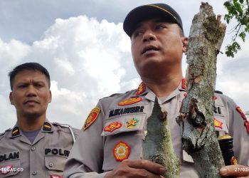Berita Foto: Dua Ranting Kayu BB Tewasnya Pelajar Kesehatan di Kendari