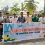 Antam Pomalaa Salurkan 12 Ekor Sapi Qurban