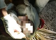 Pemulung di Kendari Temukan Mayat Bayi Laki-laki di Pembuangan Sampah