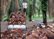 Mengurai Transparansi Kebijakan Sawit dan Janji Kesejahteraan Petani Swadaya di Konawe Utara