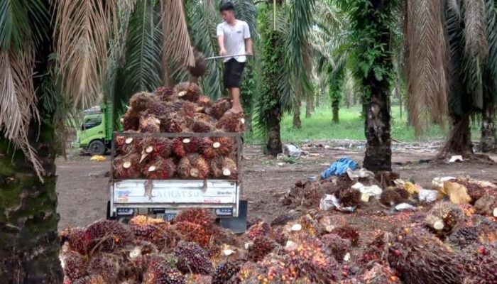 Mengurai Transparansi Kebijakan Sawit dan Janji Kesejahteraan Petani Swadaya di Konawe Utara
