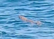 Viral, Buaya Muncul di Laut Tobaku Kolut, Warga Heboh dan Panik