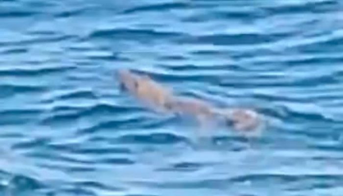 Viral, Buaya Muncul di Laut Tobaku Kolut, Warga Heboh dan Panik