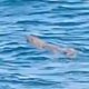 Viral, Buaya Muncul di Laut Tobaku Kolut, Warga Heboh dan Panik