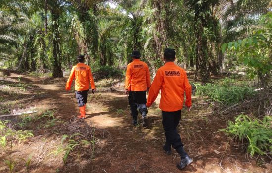 SAR Belum Temukan Warga yang Hilang di Hutan Kelapa Sawit Konut