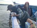 Logam Berat di Teluk Kendari