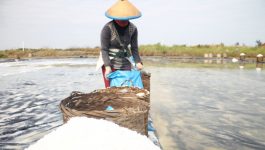Petani Garam di Jepara Sudah Mulai Panen 