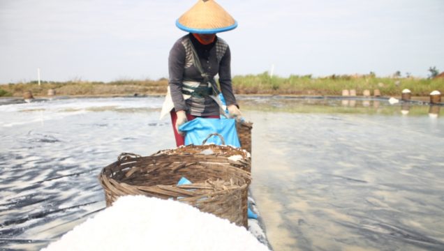 Petani Garam di Jepara Sudah Mulai Panen&nbsp;