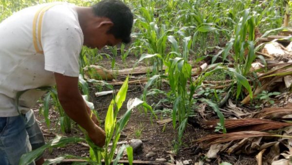 Diserang Hama Ulat, Petani Jagung Butur Gagal Panen