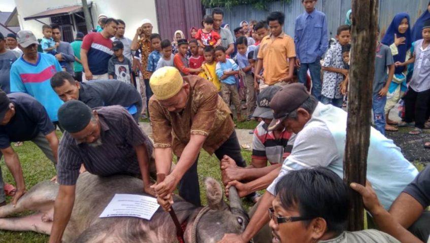 Hendak Disembelih Sapi Kurban Ngamuk