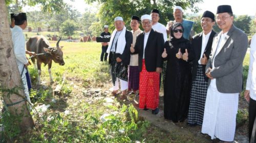 Idul Adha 1439 H, Pemda Konsel Kurban Ratusan Ekor Sapi dan Kambing
