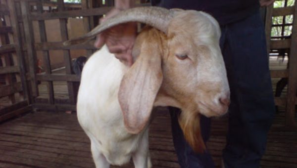 ﻿Perkosa Kambing Tetangga, Pelaku: Saya Tak Memaksa, Suka Sama Suka