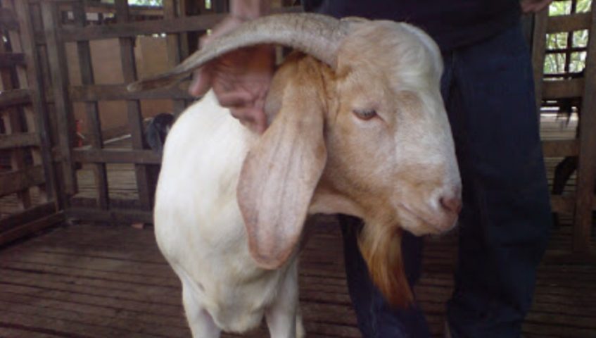 Perkosa Kambing Tetangga, Pelaku: Saya Tak Memaksa, Suka Sama Suka