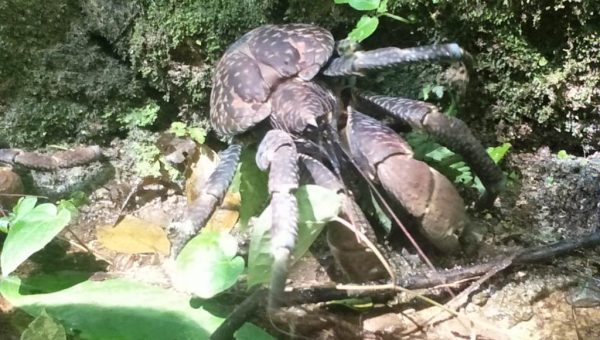 Jaga Kelestarian, SKIPM Baubau Lepasliarkan Ketam Kenari