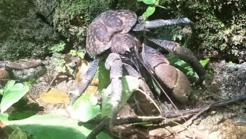 Jaga Kelestarian, SKIPM Baubau Lepasliarkan Ketam Kenari