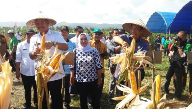 Gelar Panen Raya Jagung Hibrida, Ini Kata Bupati Konsel
