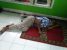 Seorang warga tanpa identitas ditemukan meninggal di Musholah SPBU Aceh Langsa. FOTO : ROBY SINAGA