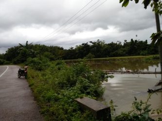 Ratusan Hektar Sawa Di Ronta Tergenang Banjir