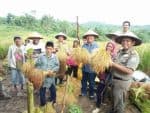 Bupati Buton Utara Abu hasan saat bersama wakilnya Ramadio memanen padi lokal. FOTO : MIRDAT