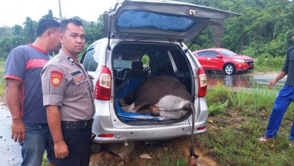 Mobil Minibus Kecelakaan, Ternyata Angkut Sapi Curian