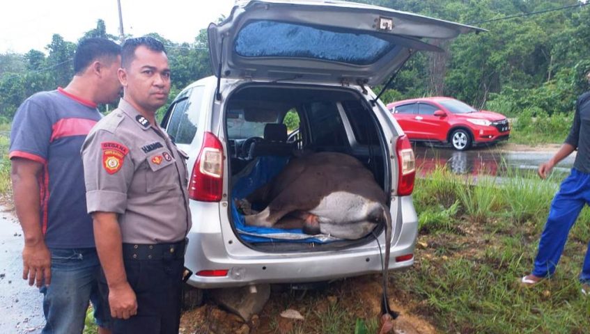 Mobil Minibus Kecelakaan, Ternyata Angkut Sapi Curian di Ranomeeto