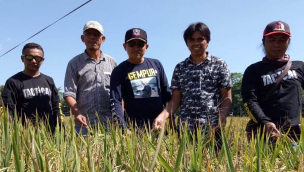Panangkaran Bibit Unggul Inpari 39 Butur Siap Panen