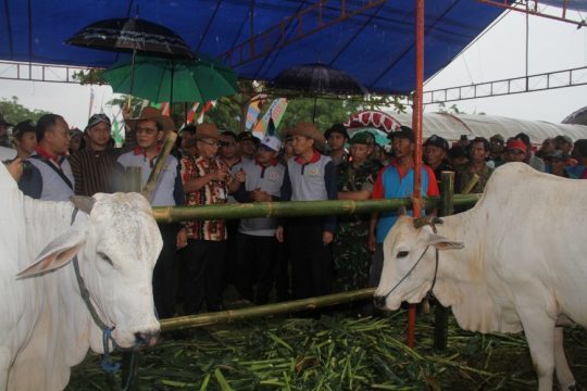 Program Upaya Khusus Sapi Indukan Wajib Bunting (Upsus Siwab), Direktur Jenderal Peternakan dan Kesehatan Hewan (Dirjen PKH) Kementerian Pertanian (Kementan) RI saat menggelar isneminasi ternak di Jepara. FOTO : DSW