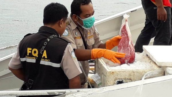 Lalu Lintas Ikan Pelagis Pulau Buton Meningkat Pesat