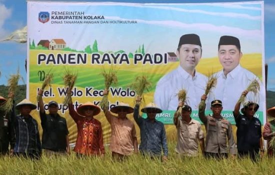 Bupati Kolaka Panen Raya Perdana di Wolo, Petani Sambut Gembira
