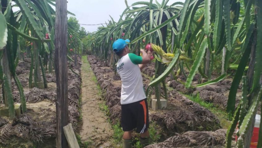 Anggota TNI Nyambi Bertani, Hasilkan Puluhan Juta per Bulan