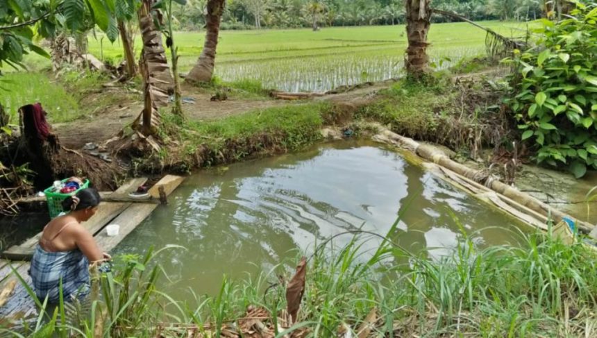 Petani Buat Bendungan Sendiri, Hingga Panen Dua Kali Setahun  ﻿