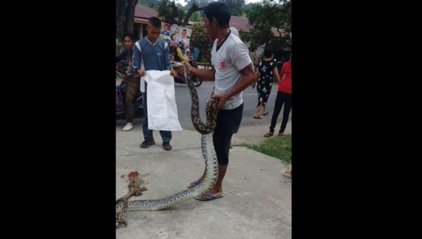 Ular Piton Ukuran 5 Meter Masuk Sekolah SDN 2 Kolakaasi