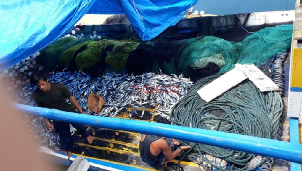 Puluhan Ton Ikan Tak Terjual, Nelayan Menjerit﻿