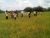 Anggota TNI bersama BPTPH menggelar penyemprotan hama penyakit tanaman petani di Aceh Tamiang .FOTO : ROBY SINAGA
