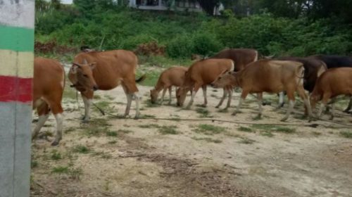 Belasan Ekor Sapi Kerap Berkeliaran di Tengah Kota Raha