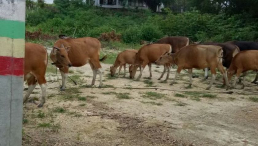Belasan Ekor Sapi Kerap Berkeliaran di Tengah Kota Raha