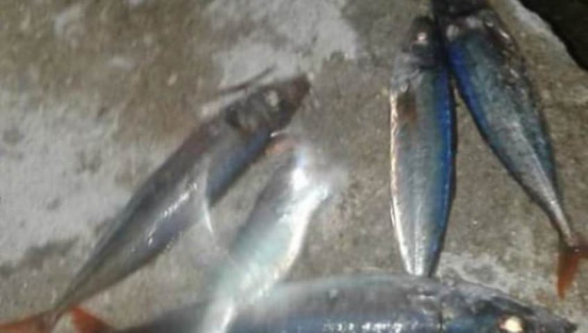 Ribuan Ikan Lompat ke Pinggir Pantai Kolaka Utara