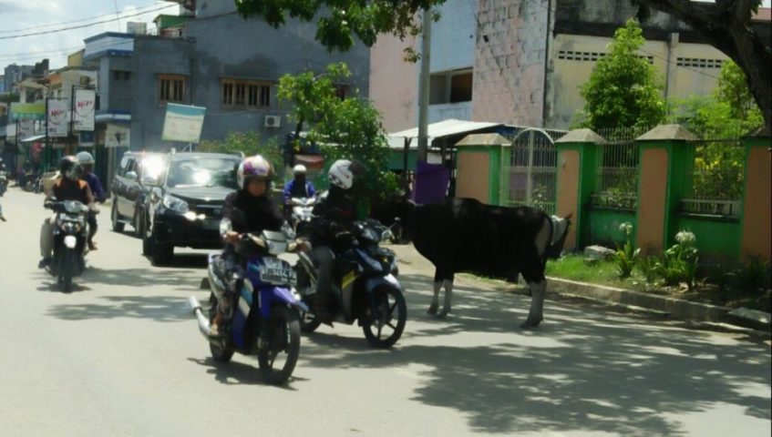 Sapi Ngamuk Ganggu Aktivitas Warga