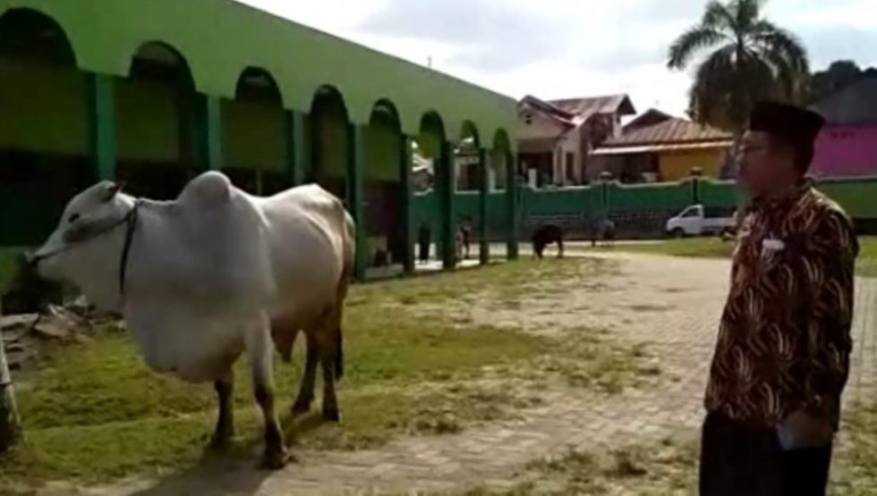 Presiden Kurban Sapi di Kendari dengan Bobot 750 Kilogram