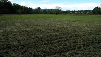 Puluhan Hektar Sawah Tada Hujan di Butur Alami Kekeringan